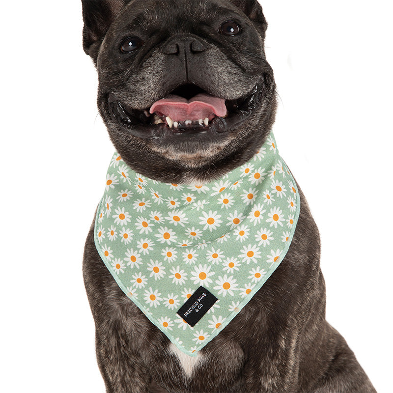 dog wearing dog bandana with daisies