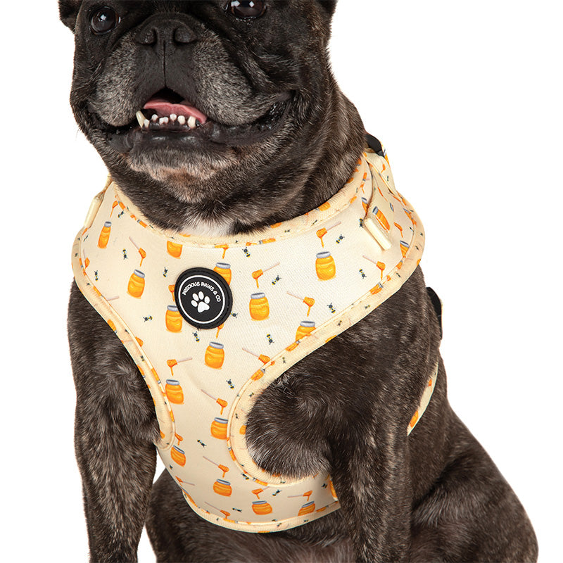 dog wearing dog harness with bees