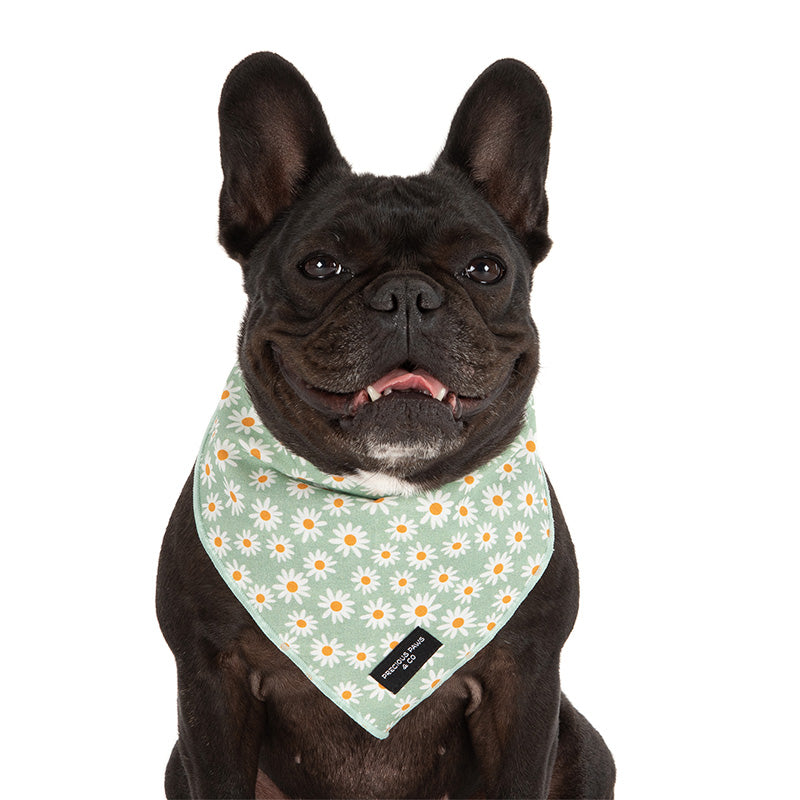 dog wearing green dog bandana with daisies