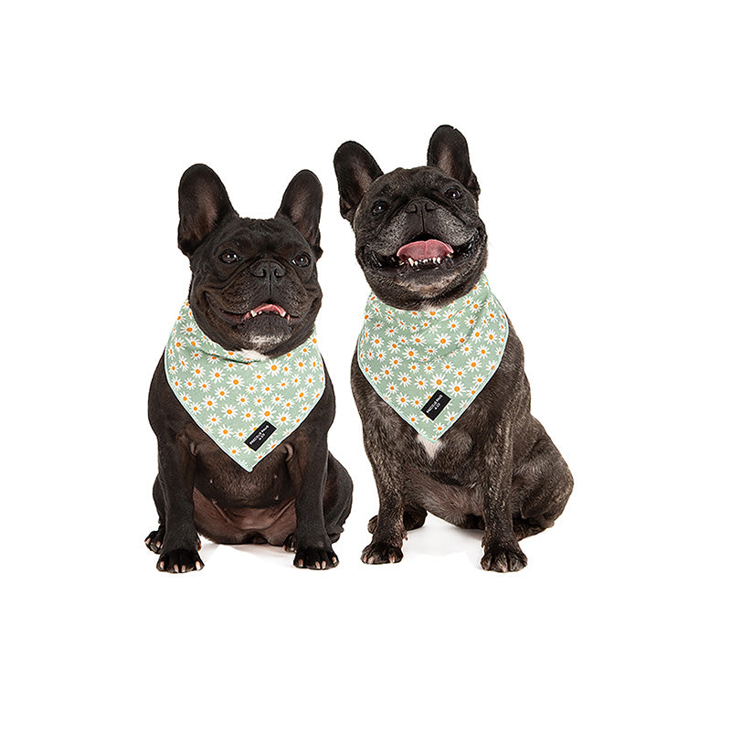 dogs-wearing-dog-bandanas-with-daisies